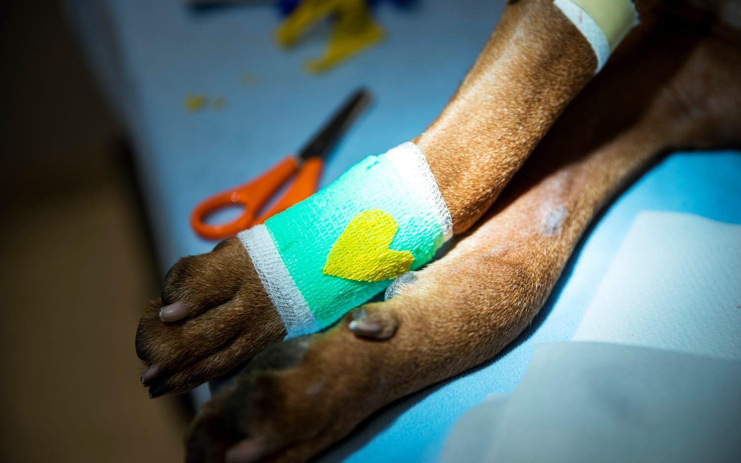 Hunden Rex får ett fint bandage efter att ha fått sin klo utdragen. 