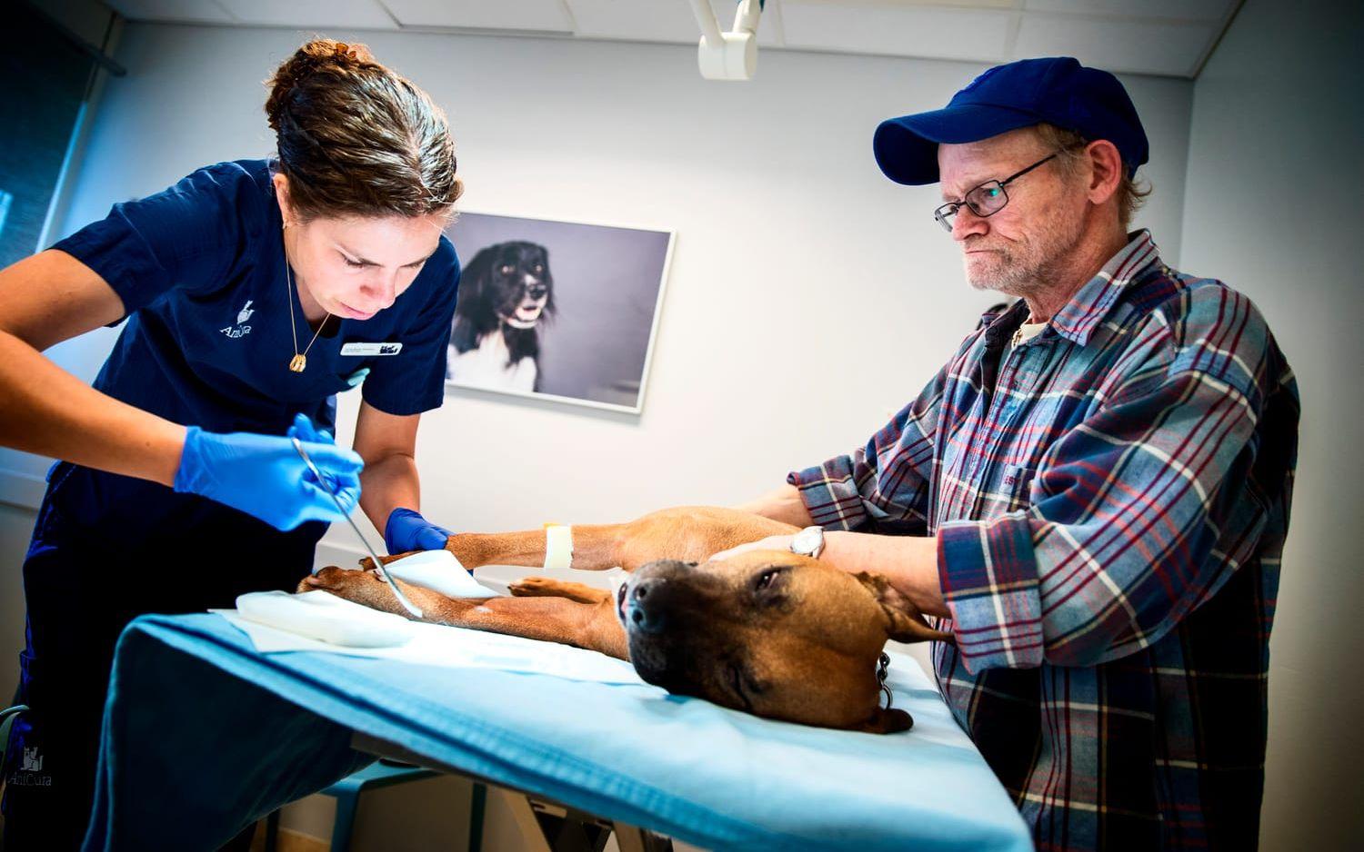Dan Lindbergs hund Rex får hjälp med klon av veterinären Anna-Karin Swanton. 