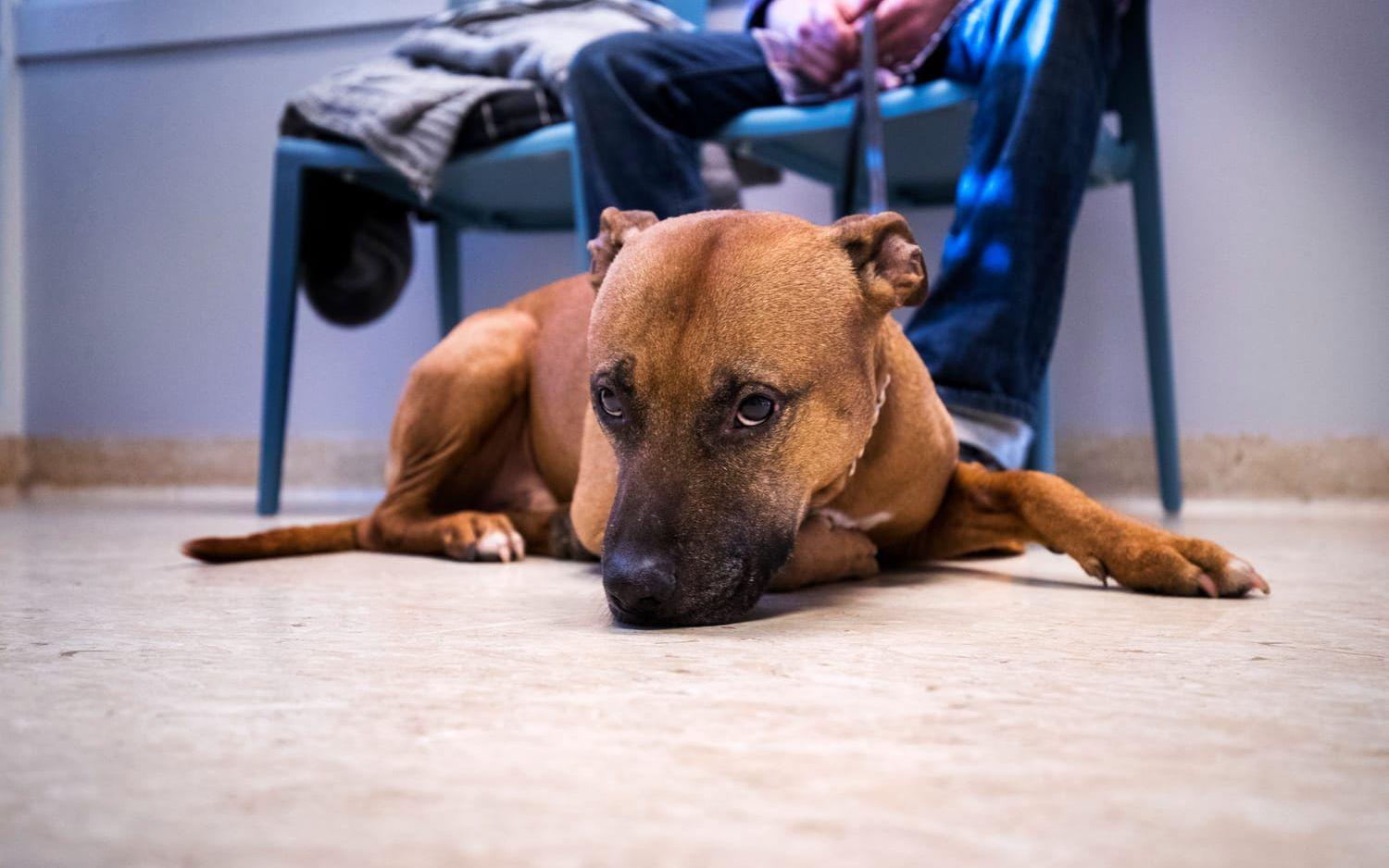 Dan Lindberg och hunden Rex får hjälp när AniCura Västra Djursjukhuset tar emot hemlösa personer och deras husdjur.