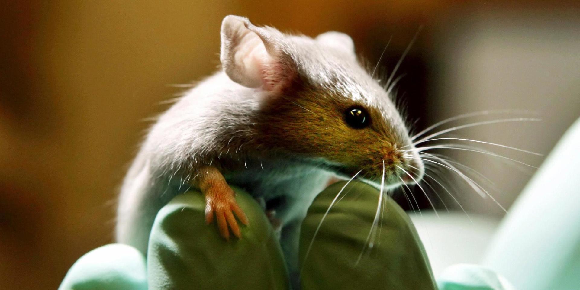 &quot;Att djurfria forskningsmetoder ofta är billigare att använda samt att de ger mer tillförlitliga resultat tycks göra det än mer oberättigat att fortsätta testa på djur”, skriver Simon Fridh.