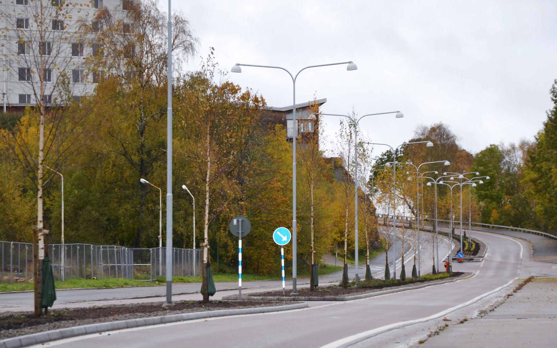Göteborgsvägen Uddevalla nya träd björkar ekar 