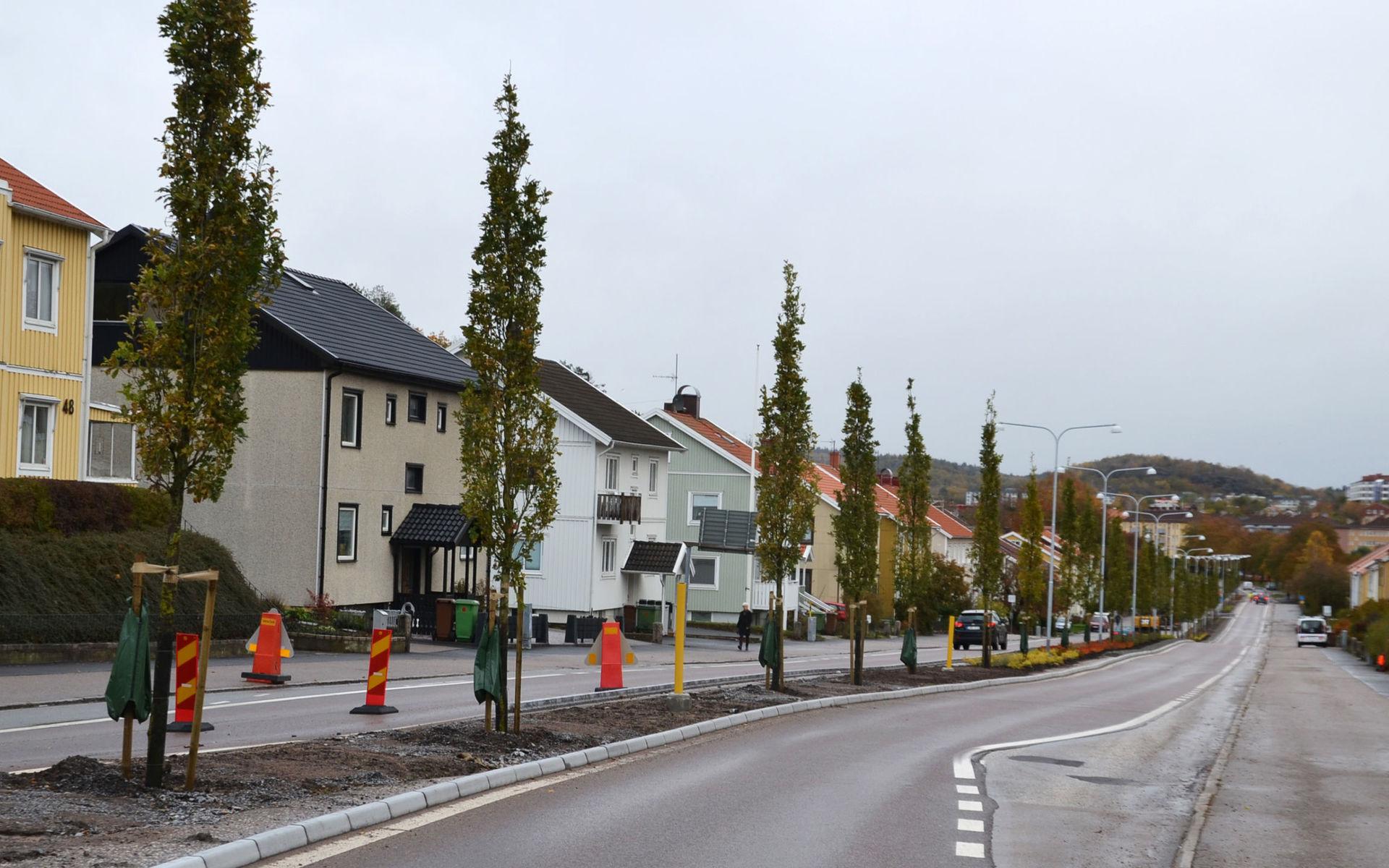 Göteborgsvägen Uddevalla nya träd björkar ekar 