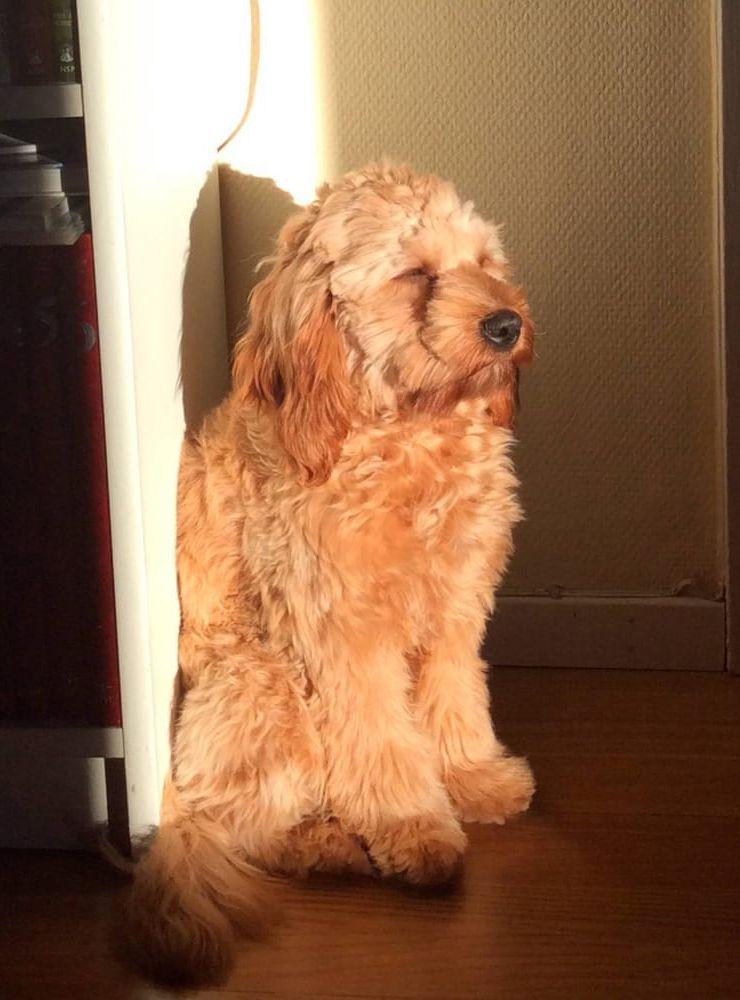 Nisse, Cockerpoo, 7 månader när bilden togs. Nisse är en väldigt rolig hund som gillar att sola. Insänt av Kerstin Thuresson.