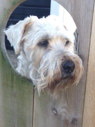 Wilma är en snäll Terrier på drygt 10 år. Håller gärna koll på gatan genom mitt hål i staketet. Inskickat av Lena Hansson.