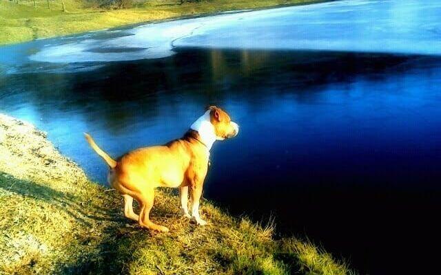 Min hund Cassius Clay vid Snäckskalsbankarna, Han är en otroligt lojal & social hund, som alltid är glad och älskar människor. Insänt av Zandra Bjurström.