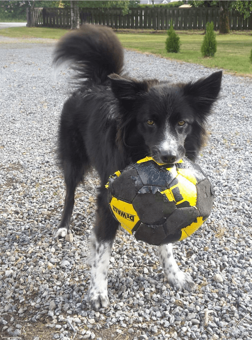 Detta är Bea. Blandning mellan border collie/samojed. Fyller 6 år i feb så hade ju passat bra med en ny fotboll att leka med, då hon älskar att leka och helst att förstöra sina leksaker. Så just denna bollen har gjort sitt. Insänt av Sofie Hedberg.