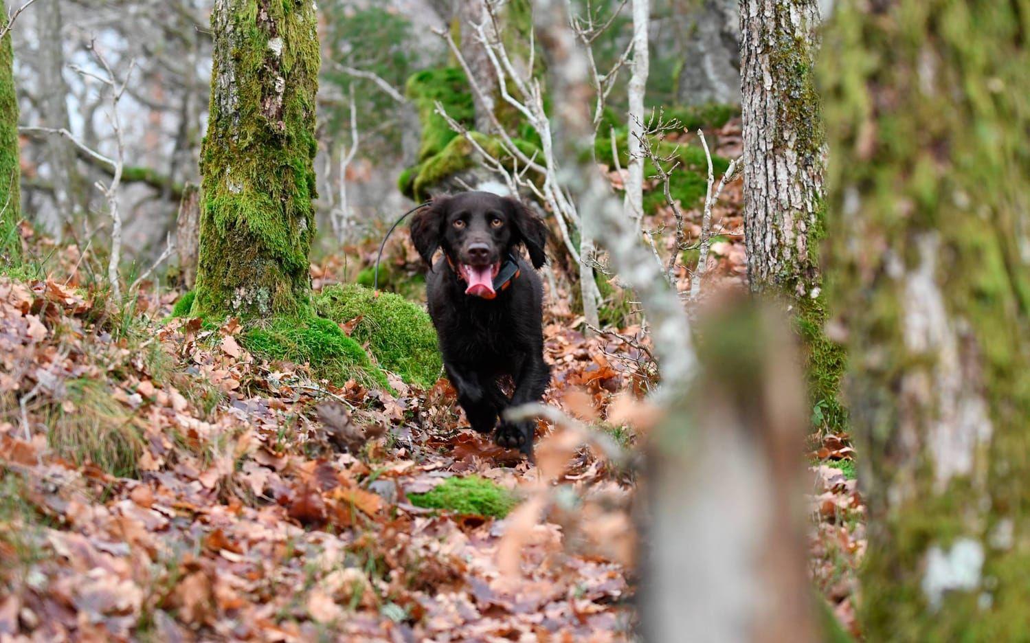 Med obeskrivlig glädje i sitt rätta element - på jakt i skogen - visar wachtelhunden Jilla vad hon uppskattar mest av allt. Insänt av Björn Martinsson.