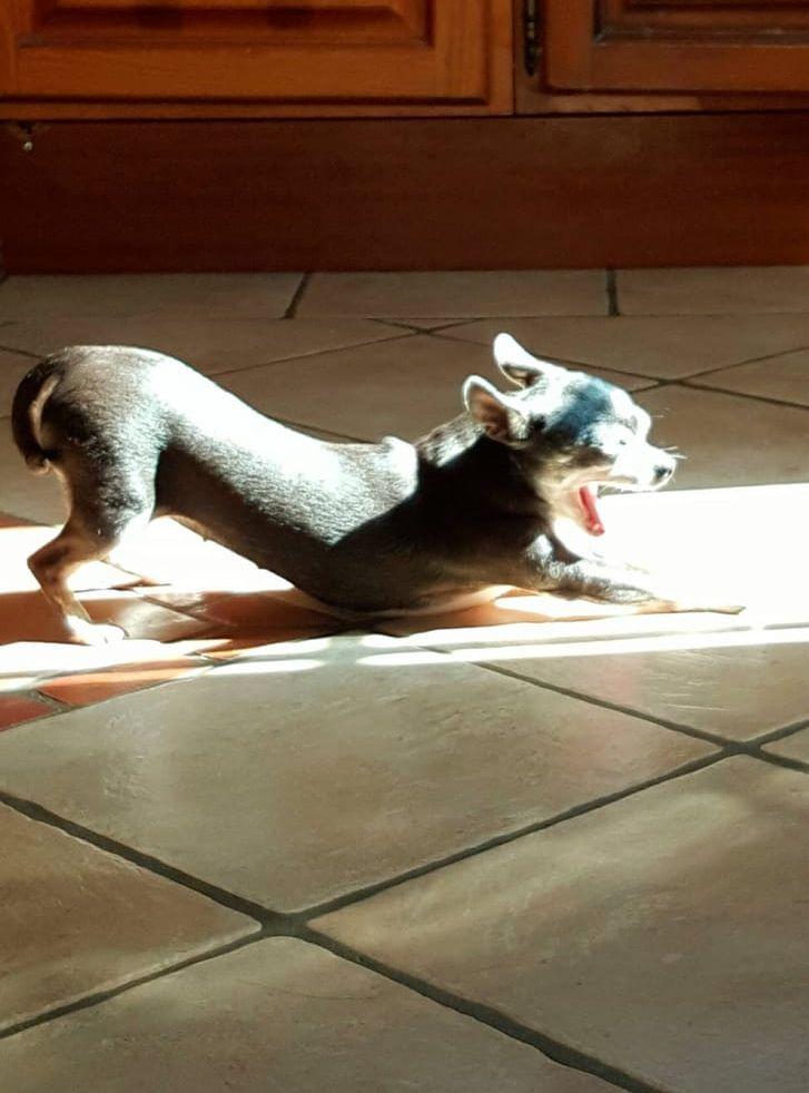 Chihuahuan Diva älskar sola sig. Insänt av Inger Trohne.
