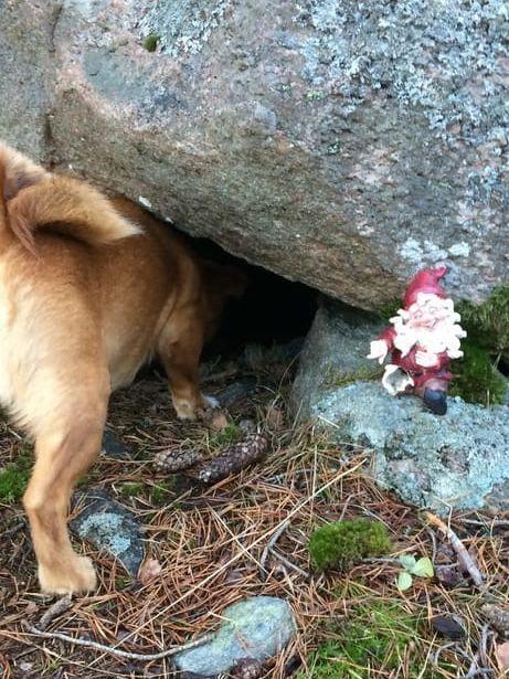 Bilden symboliserar glädje och överraskningar. ”Våran hund Sascha hittar tomtens gömma vid Bjursjön. Hon undrar vad tomten gömt sina klappar”