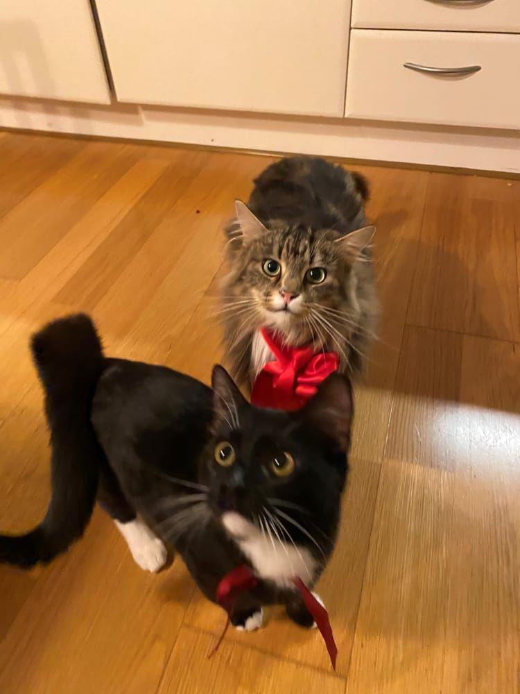 ”Det här är våra katter Morris  och Nisse Morris  den svarta firar sin första jul och tycker detta ärVäldigt spännande med både julklappar och gran.”Christoffer
