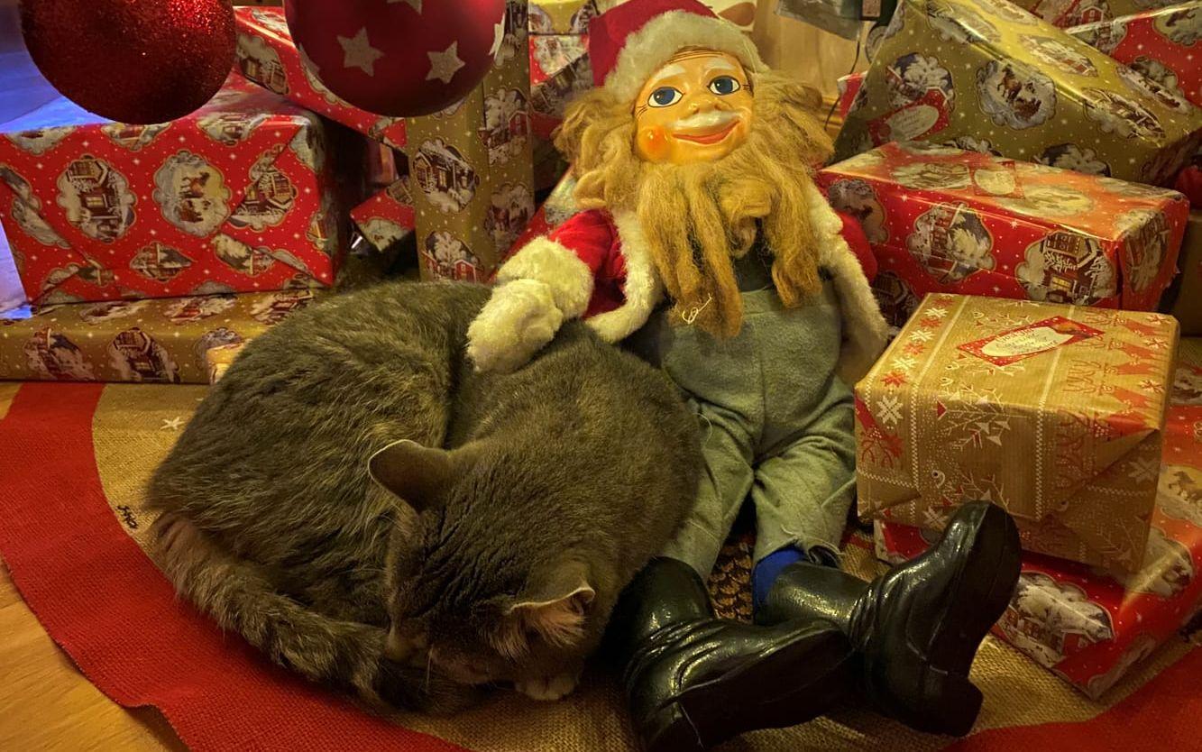 ”Katten ligger fint under granen bredvid tomten och vaktar alla julklappar varje kväll. Bilden är tagen på Buslätt i Uddevalla.”