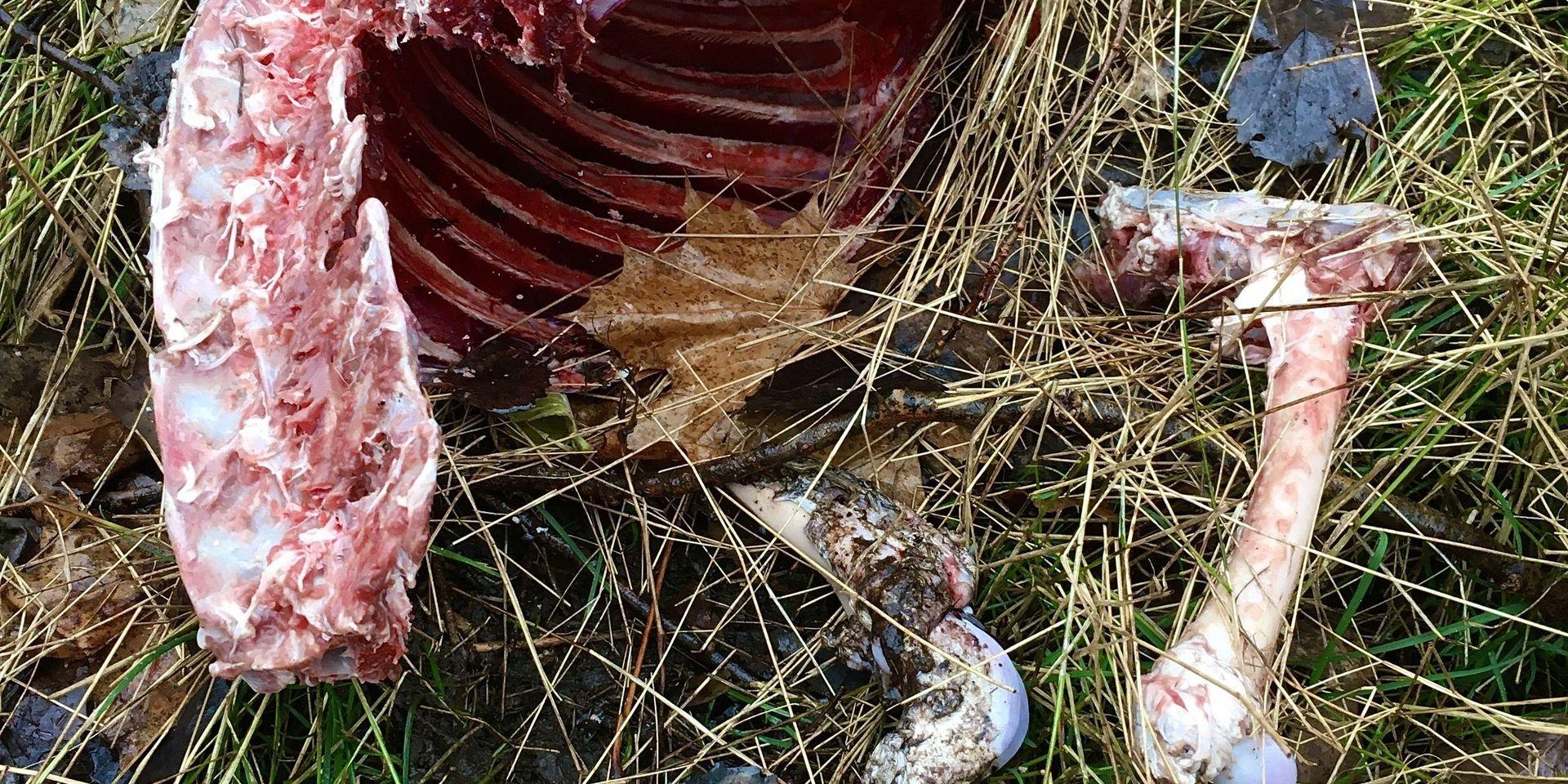 Under fredagen hittade en kvinna rester av ett slaktat djur vid en promenadväg nära Redbergskyrkan.