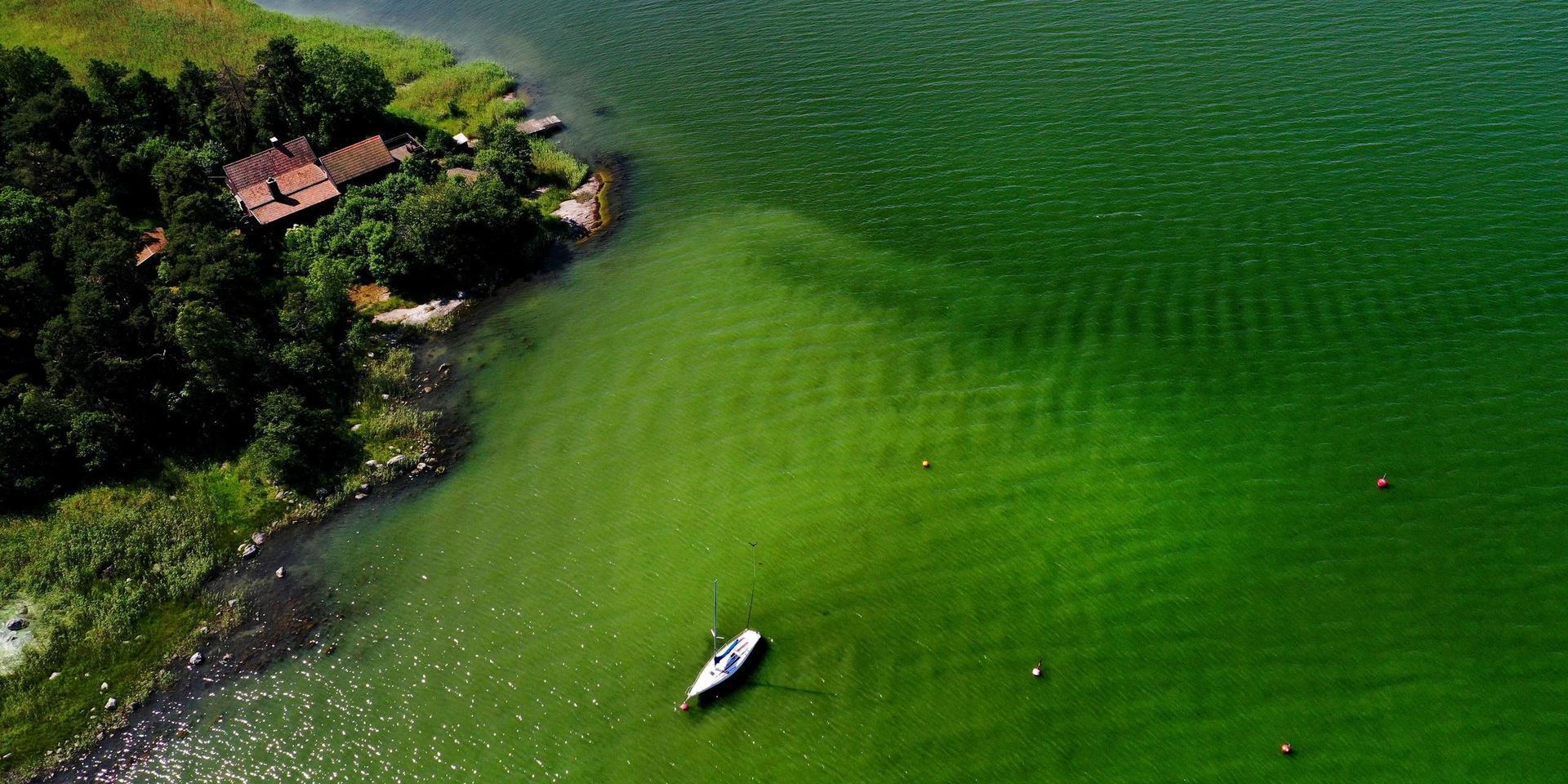 Ytansamlingarna av alger till havs väntas minska när det blåser upp under de kommande dagarna. Bilden visar algblomning i vattnen utanför Tyresö under förra året. Arkivbild.