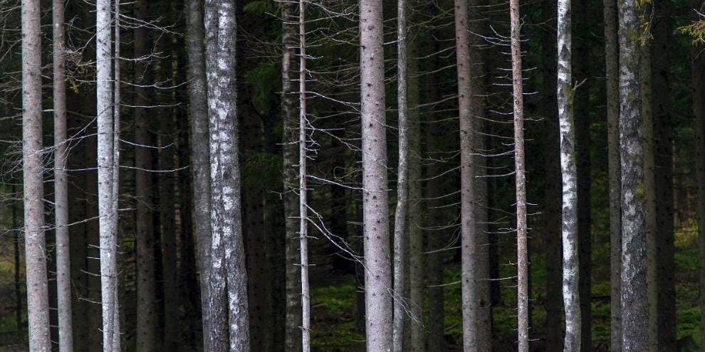 Orörd skog vid Harkerudssjön är en av anledningarna till varför Munkedal kan få ett nytt naturreservat.