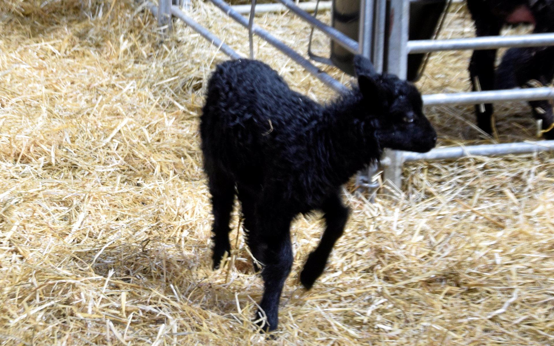 Att titta på de nyfödda lammen är populärt bland besölkarna på Nordens Ark. 