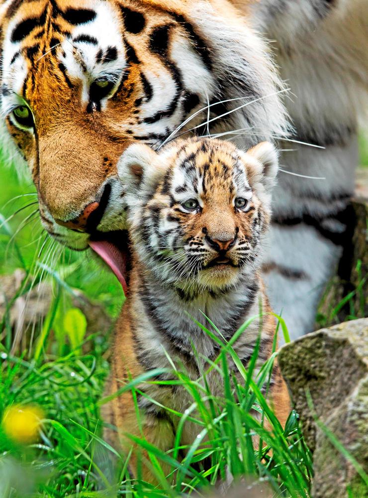 Tigermamma tvättar sin unge.