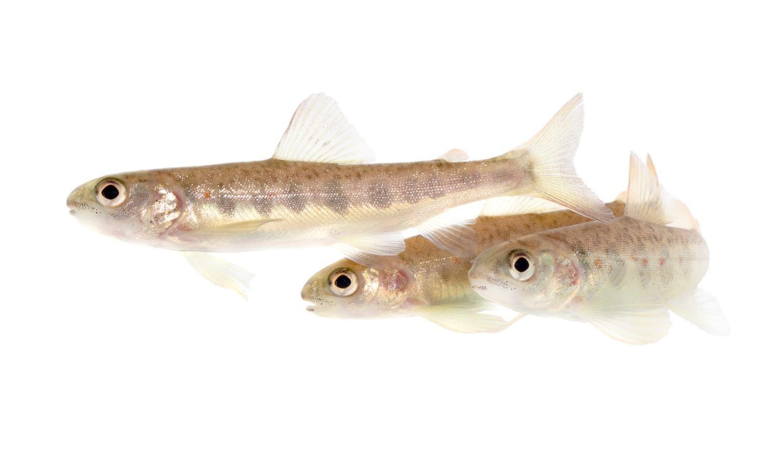 Störst var beteendeförändringen hos laxarna som utsatts för bensoylekgonin. De blev djärvare och simmade längre sträckor.