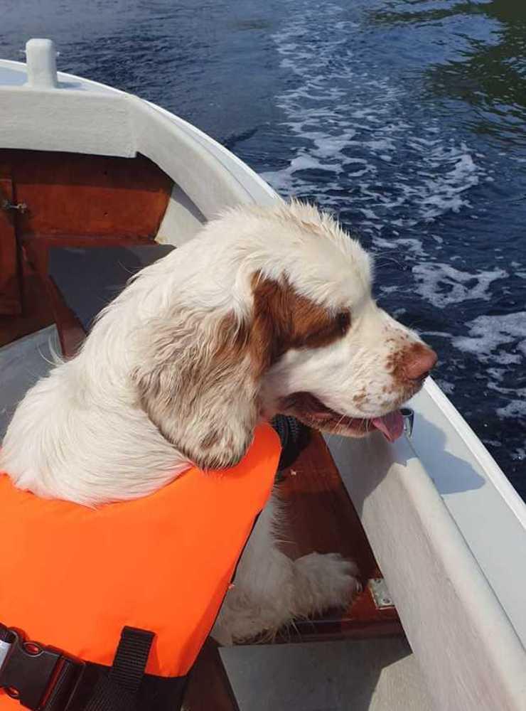 ”Vår clumber spaniel Titti som älskar att vara med i båten.”