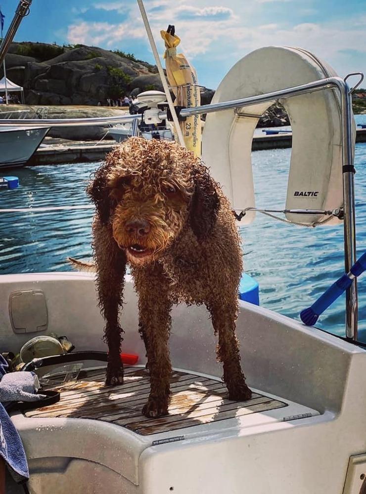 ”Persson 11 år, Spansk Vattenhund 💦 Badar bara om man kastar en PET-flaska i vattnet. Äääälskar att åka i sin cykelkärra, och att vara med på vandring⛰ Men är oxå himla duktig på att bara slappa, är ruskigt morgontrött.”