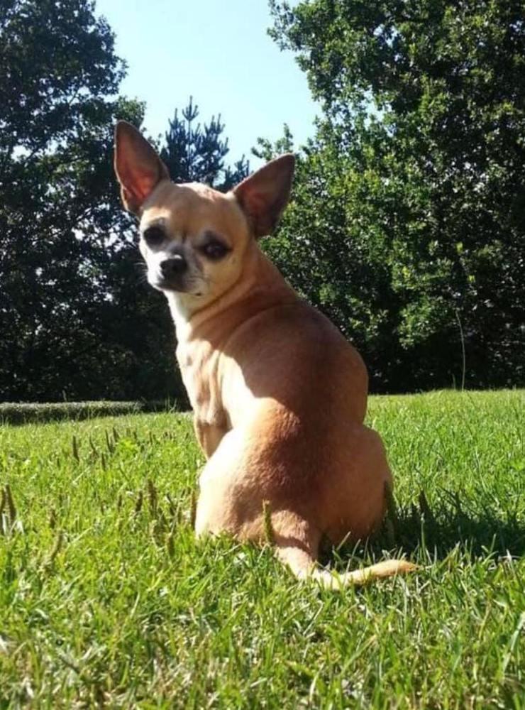 ”Våran lille Chippen(Chihuahua )är inne på sitt 16 år. ❤️”