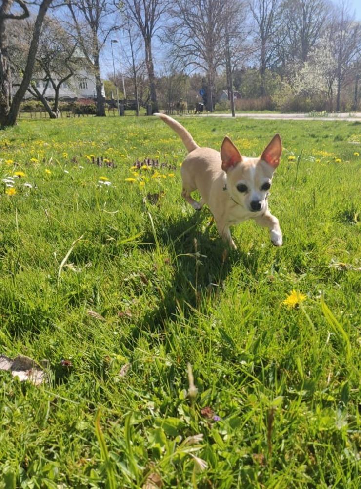 Vanilla är en Chihuahua som älskar solen och långa promenader☀️😎❤️