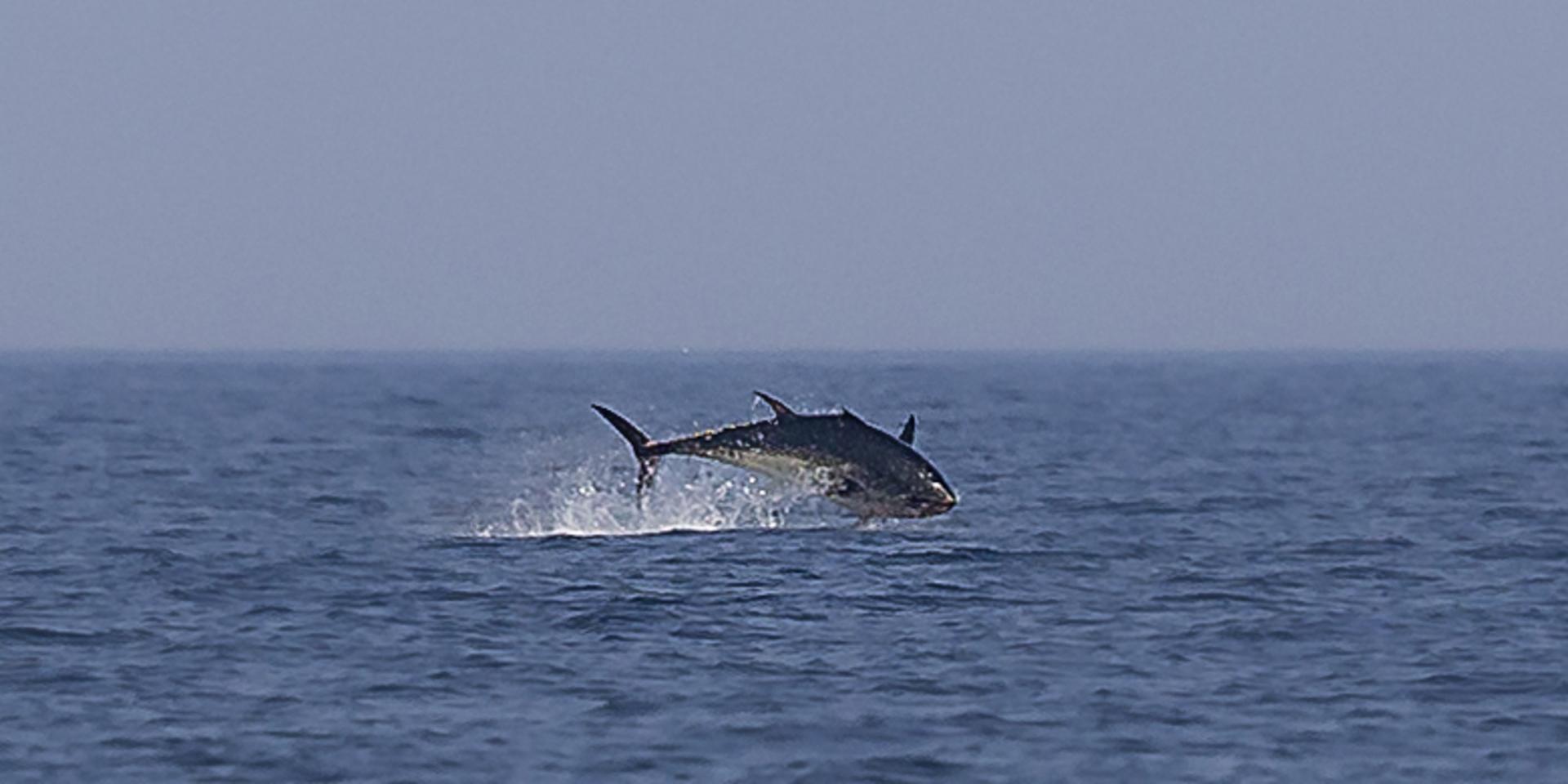 Lysekilsbon Patrik Eld fångade under tisdagen en hoppande tonfisk på bild.