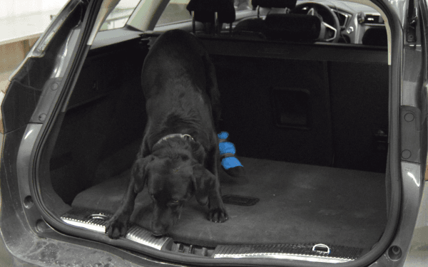 Narkotikahunden Jacko-O avslöjade 50 kilo amfetamin. Foto: Norska Tullen