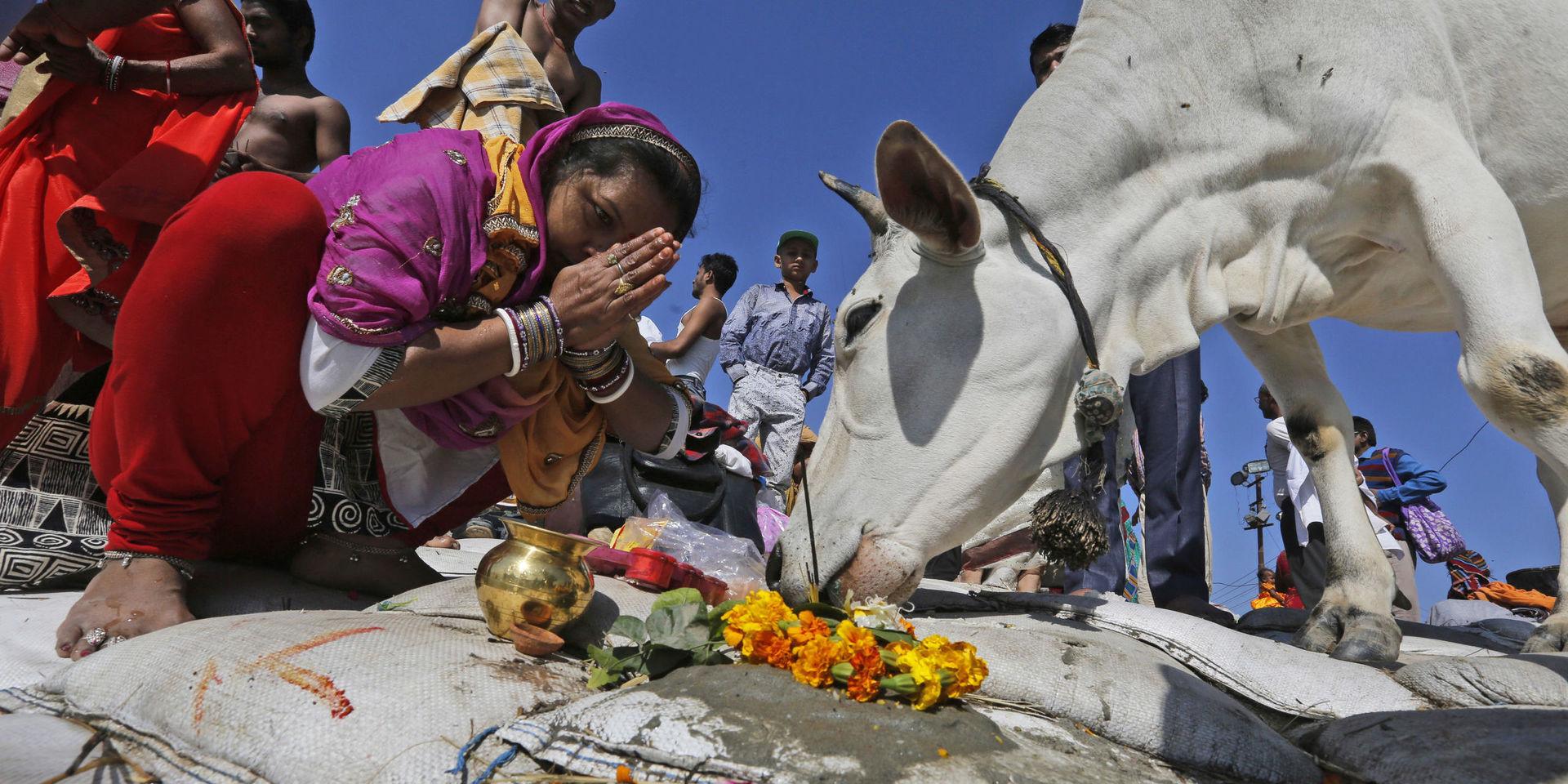 An Indian woman prays to a holy cow after taking a holy dip at the Sangam, the confluence of the Ganges and Yamuna and the mythical Saraswati, on the occasion of Hindu festival of Shivaratri, that marked the last day of the annual traditional fair of Magh Mela, in Allahabad, India , Friday, Feb. 24, 2017. Shivaratri, or the night of Shiva, is dedicated to the worship of Lord Shiva, the Hindu god of death and destruction. (AP Photo/Rajesh Kumar Singh)
