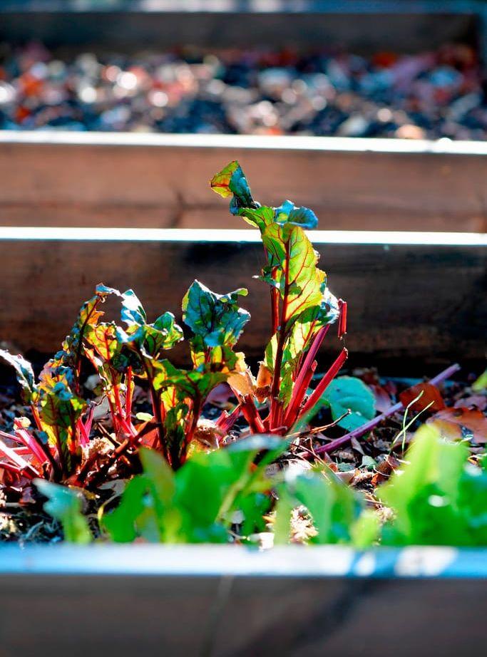 Några rödbetor står kvar i köksträdgården, som odlas i pallkragar. Den nyzeeländska spenaten växer fortfarande över sina bräddar, längre ned i slänten ståtar svartkål och grönkål i en annan pallkrage.
