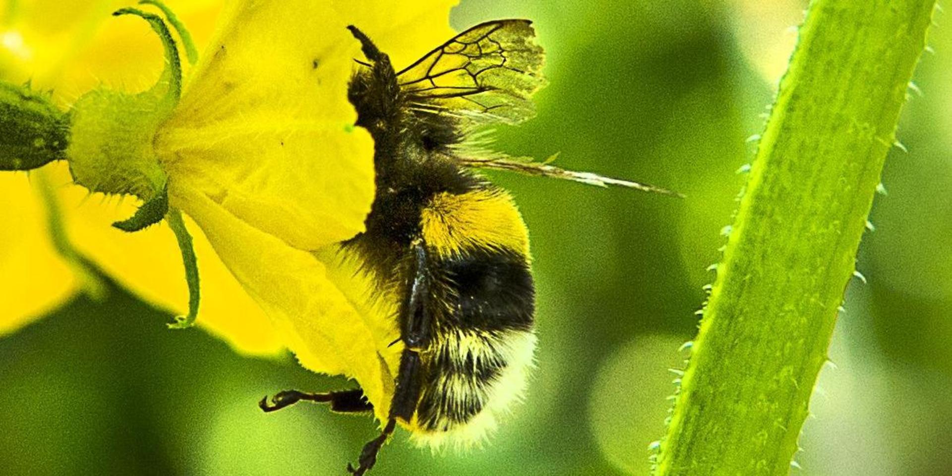 Humlor – en idog pollinatör.