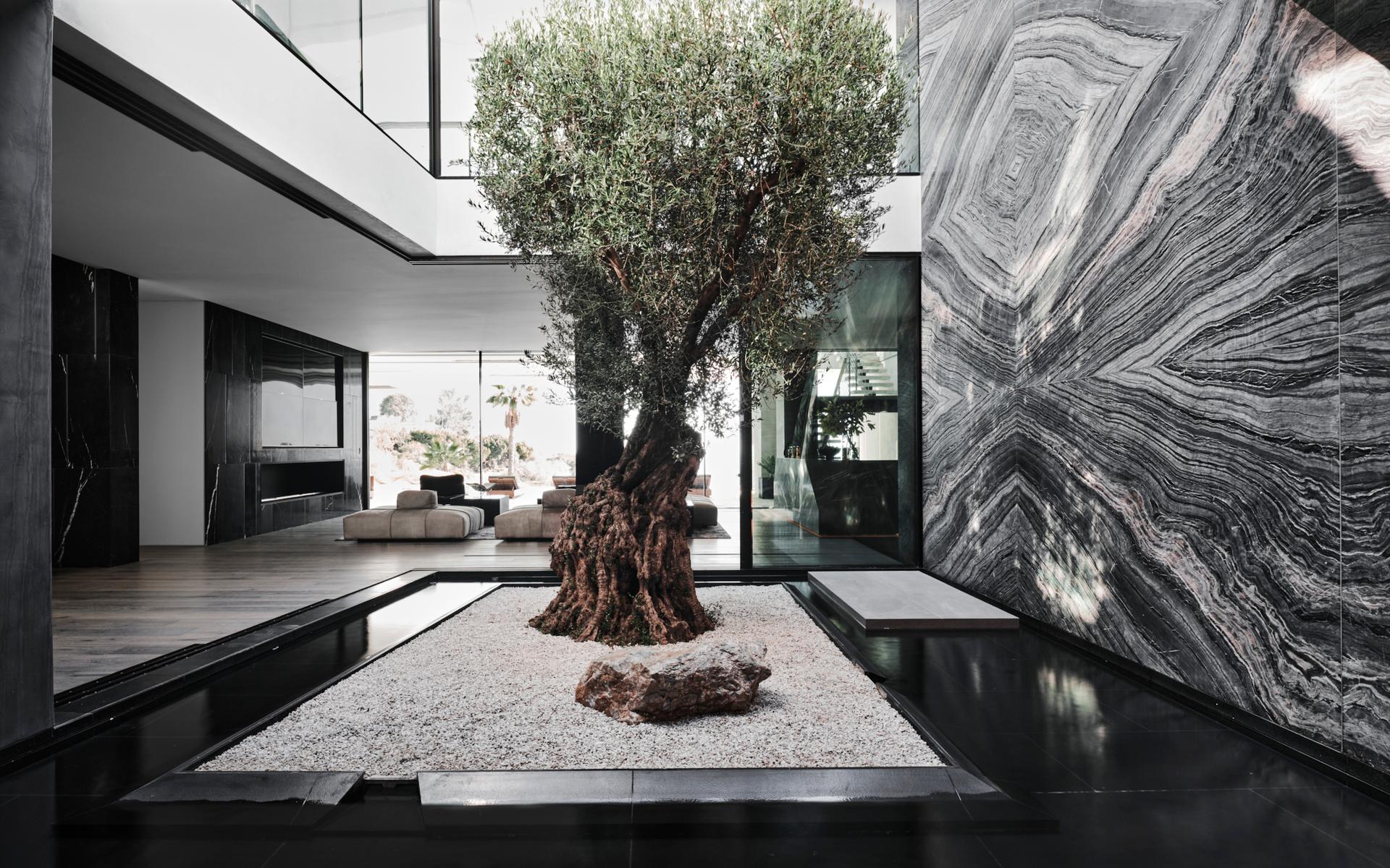 Det 150 år gamla olivträdet som ligger på bottenvåningen är hemplockat från Medelhavet.