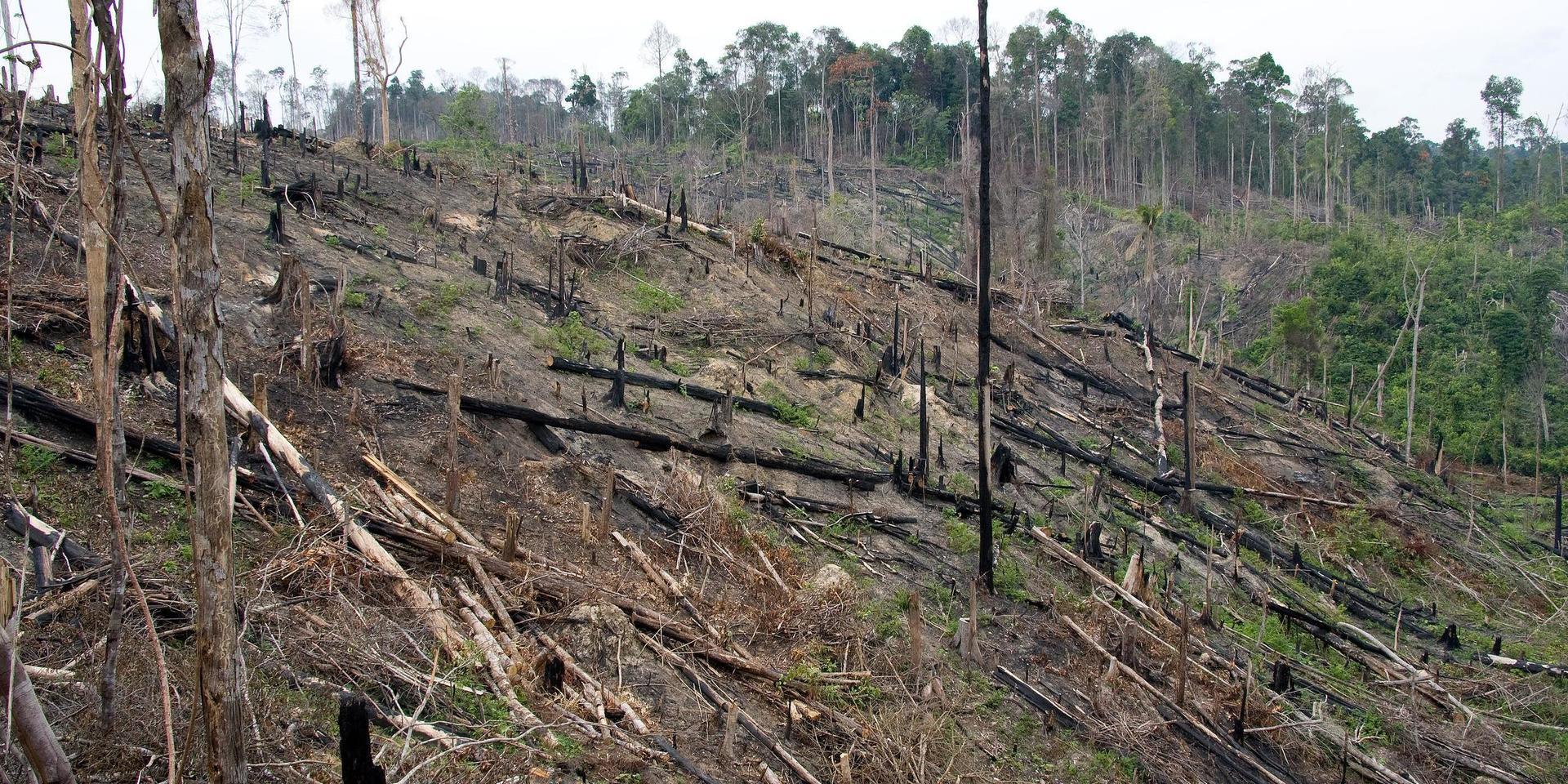 Skövlad regnskog på Sumatra. Av låglandsregnskogar återstår bara några procent, och många djurarter är sannolikt redan utdöda. Arkivbild.