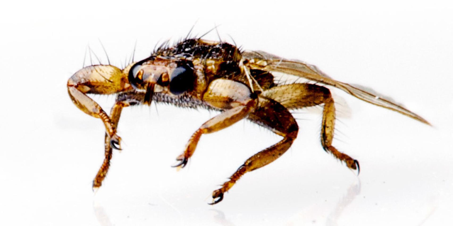 Älgflugorna är ungefär en centimeter och kan trassla in sig i våra hår om de hamnar fel.