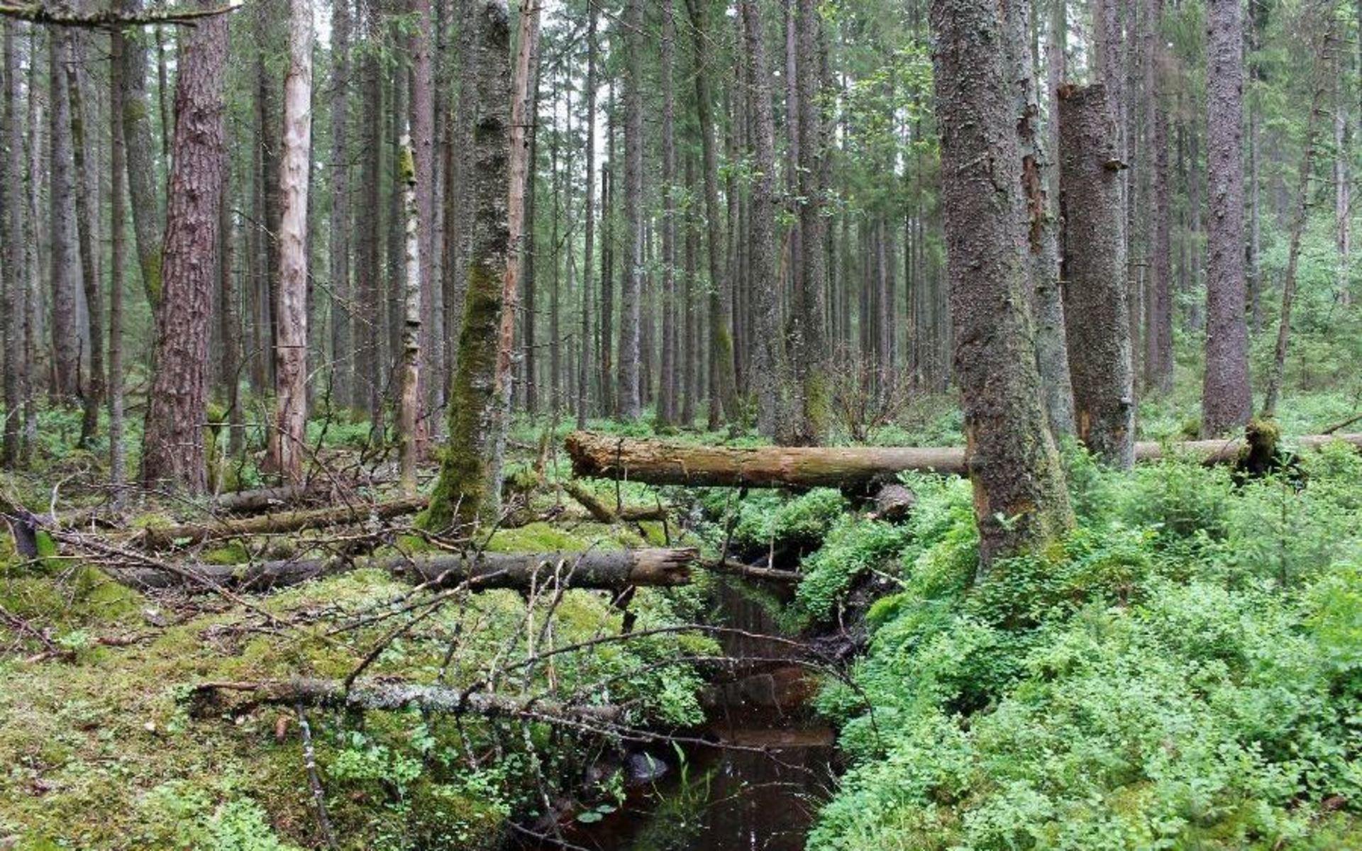 Orörd gammal skog är sällsynt i dagens moderna skogsbrukslandskap. 
