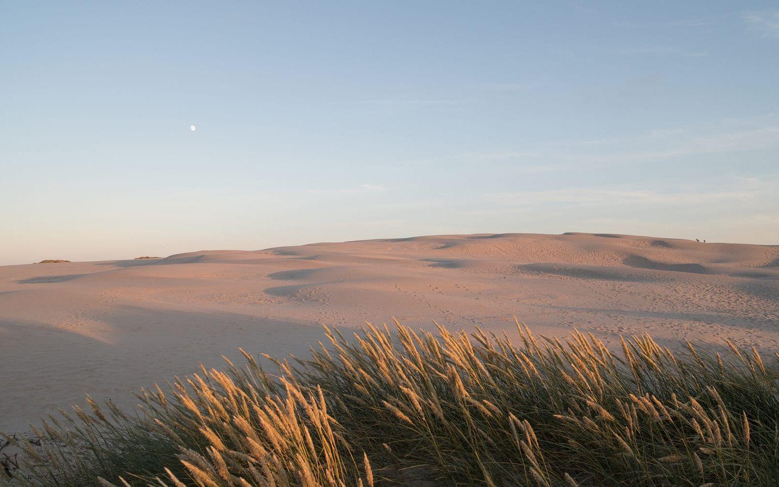 Sanddynen, som är den största i sitt slag i Danmark, vandrar 15-20 meter varje år.