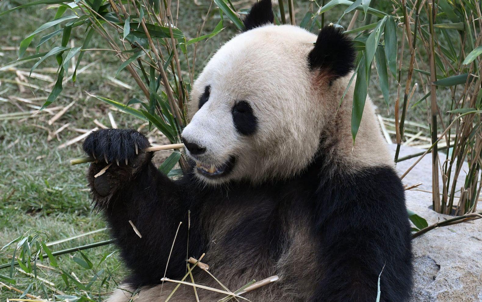 Pandan Xing Er tar en promenad då pandaanläggningen på Zoo i Köpenhamn öppnade för allmänheten för ett år sedan. 