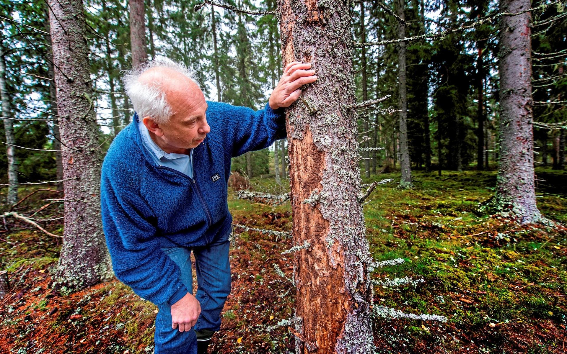Skogsårdstyrensens Bertil Lundahl visade 2018 skog som drabbats i norra Dalsland, av skadedjur som Granbarksbagge och/eller Snyltbagge.
