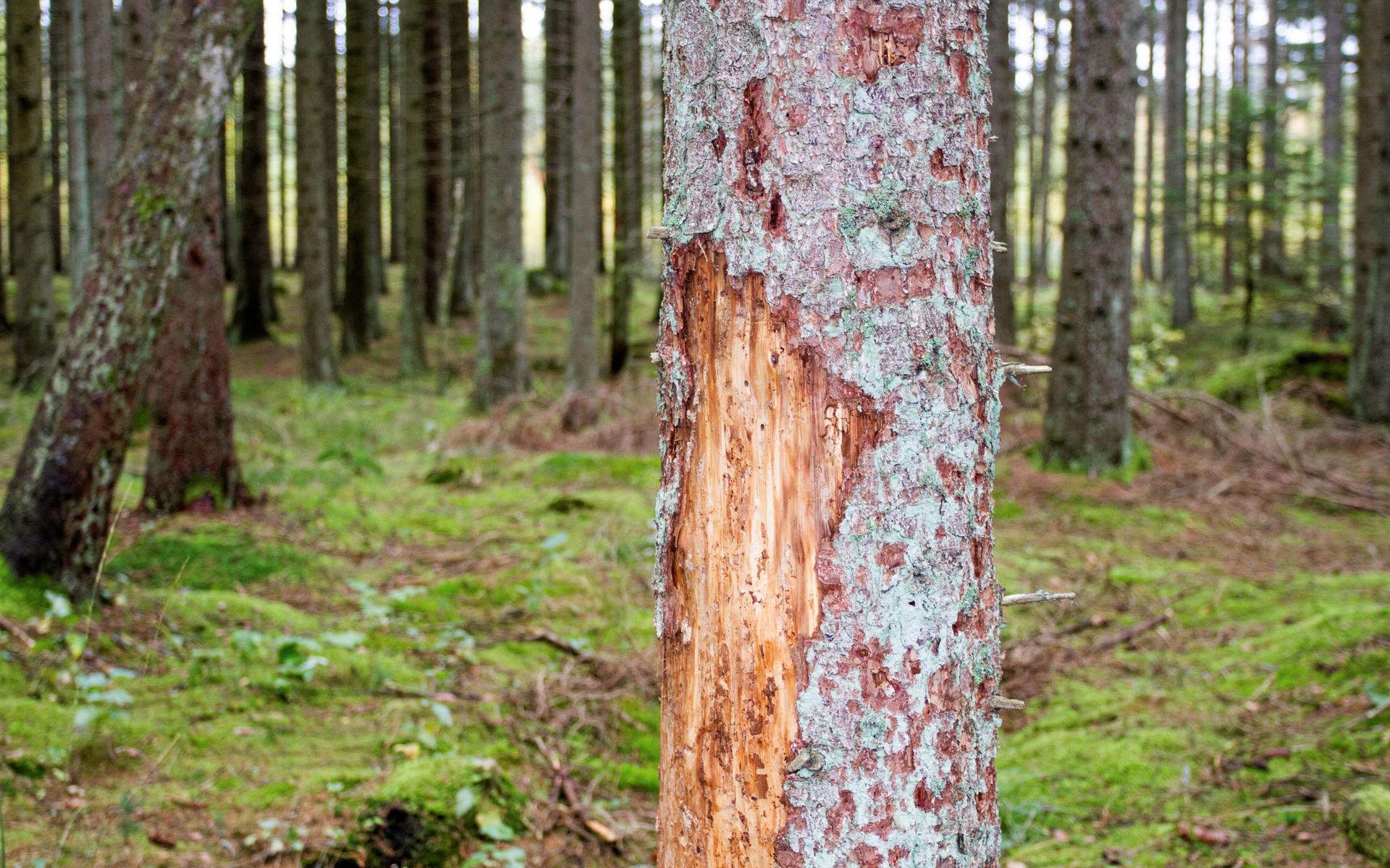 Så kan angripen skog se ut - bilden är från Prästaskogen i Knäred som när bilden togs hade blivit hårt angripet av granbarkborren. 