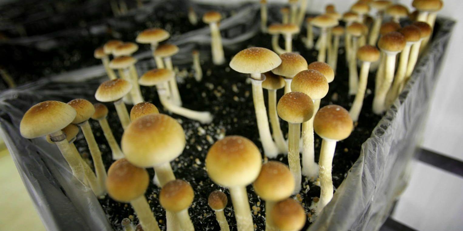 På bilden syns hallucinogena svampar som odlas i Nederländerna. Arkivbild.