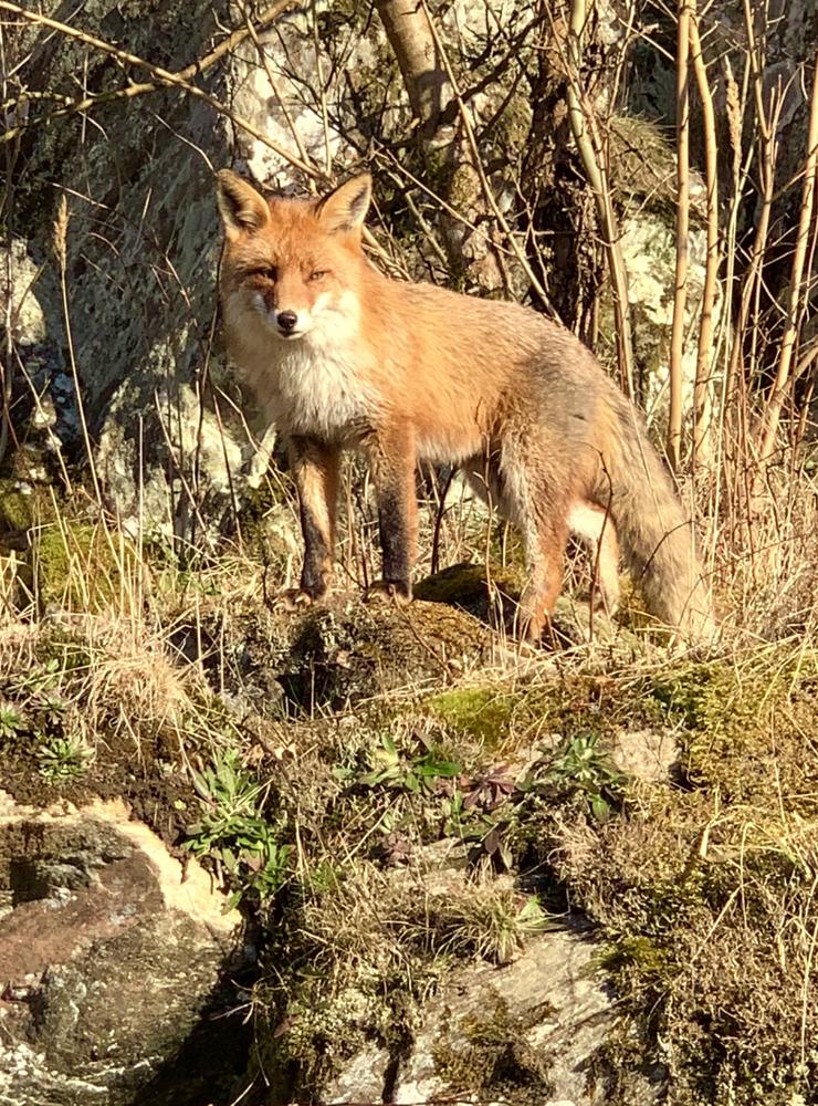 En liten räv på besök i trädgården 25:e mars.