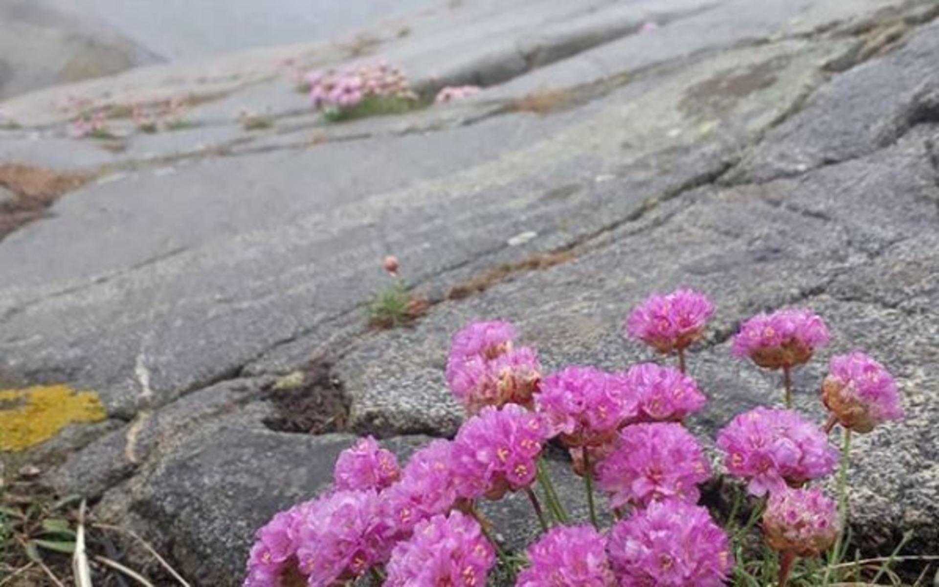 &quot;När rosa möter grått på Väderöarna en dag med välbehövligt regn (27 april)&quot;