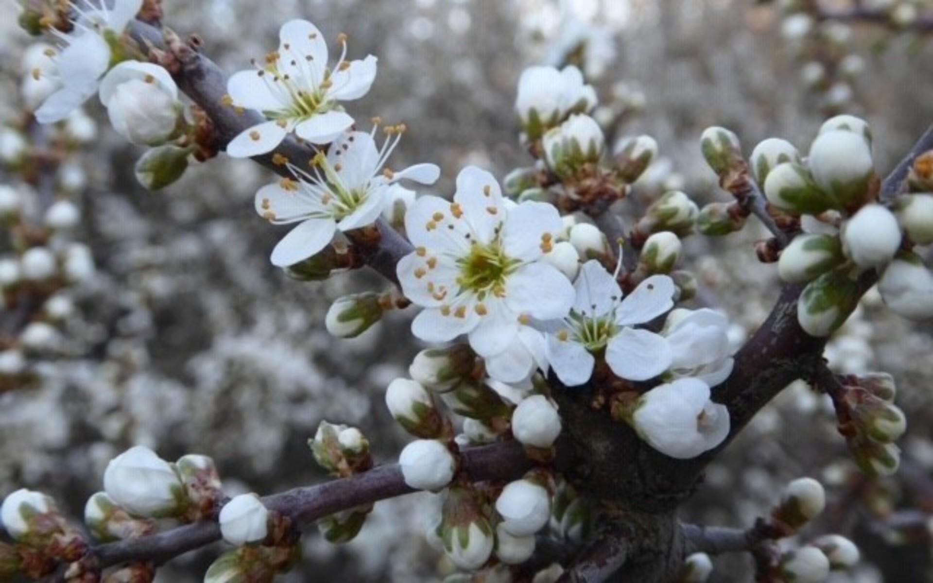 &quot;Våren för mig är definitivt här när slånbärsblommorna slår ut. Som ett snöhav när alla buskar blommar&quot;