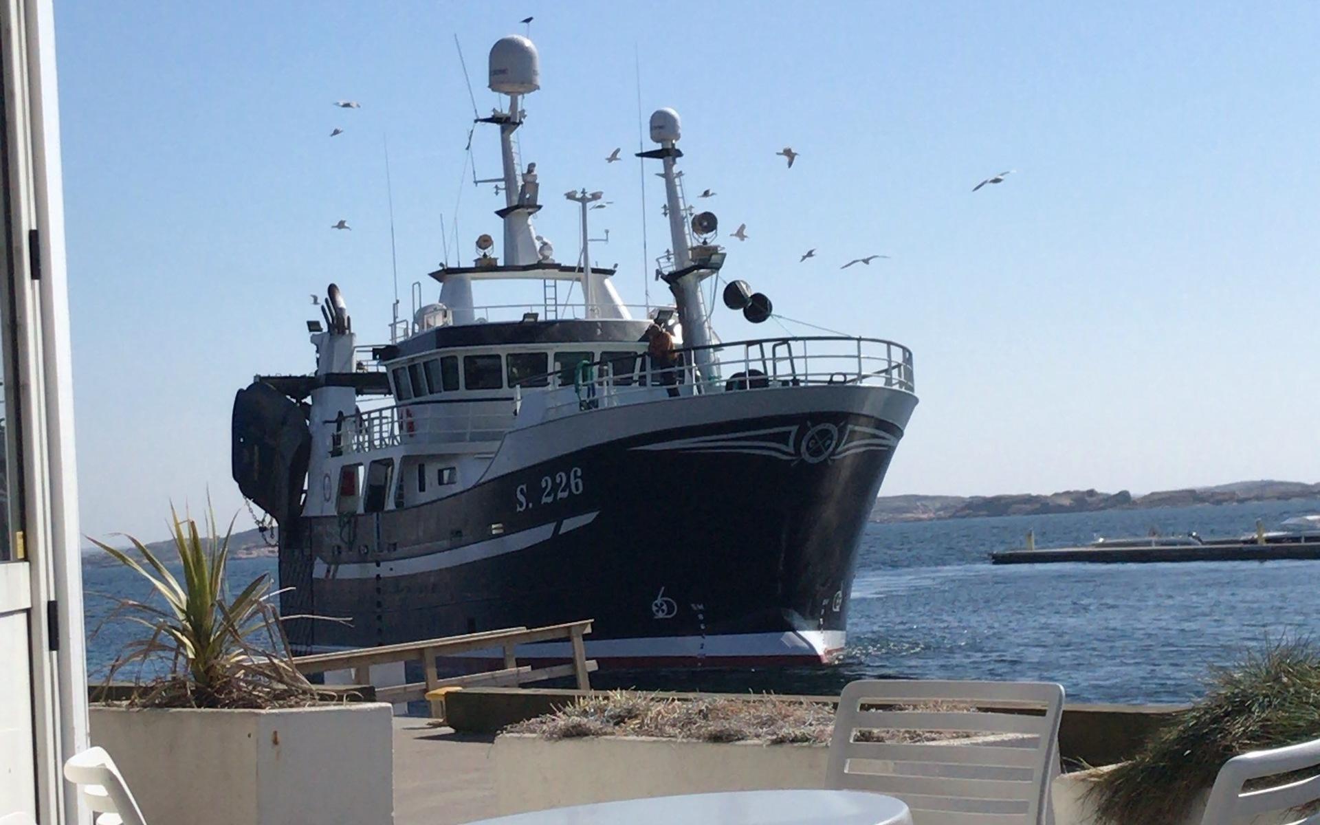 Årets första utefika på Smögen när den danska fiskebåten kommer iland med sprallfärska räkor 