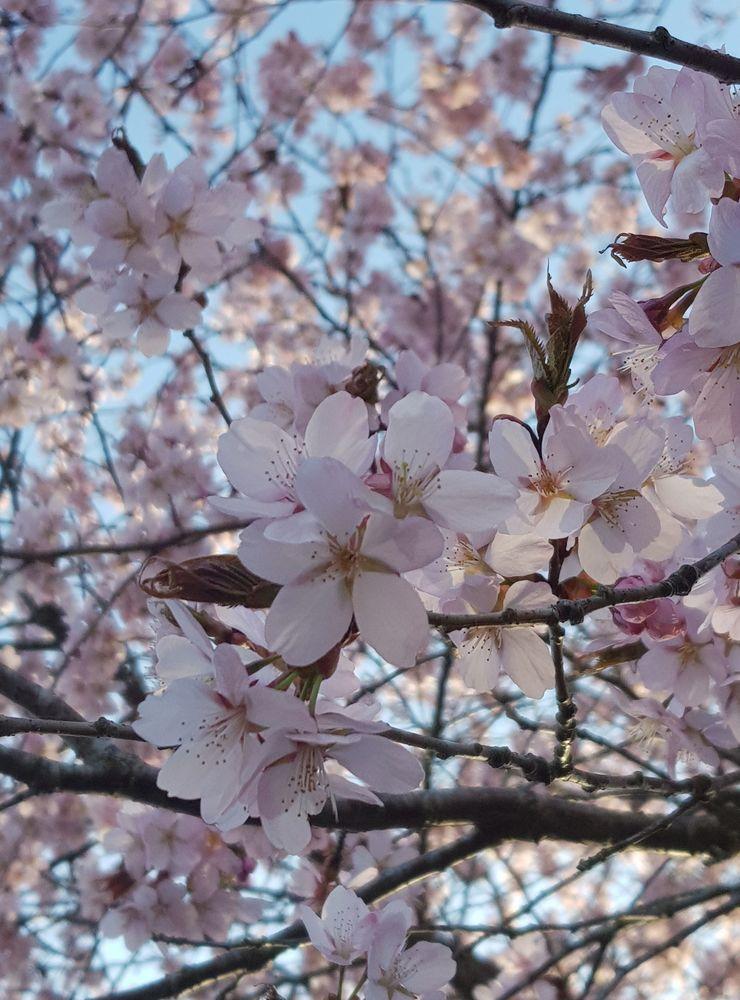 Körsbärsträd i blom. Bilden är tagen 23 april i  Munkedals Hamn