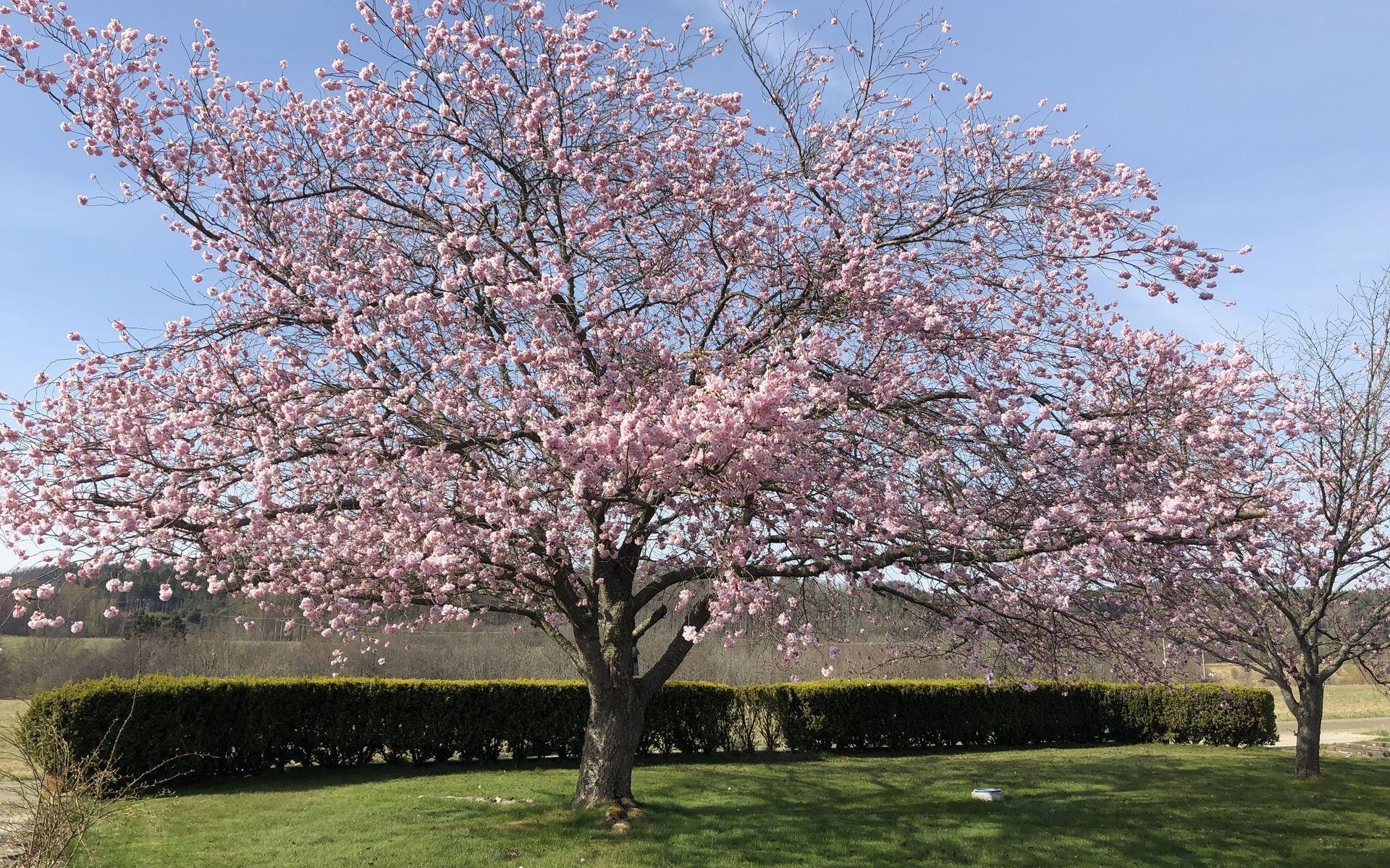 Körsbärsträd i trädgården vid vårt hus i Herrestads Åker.