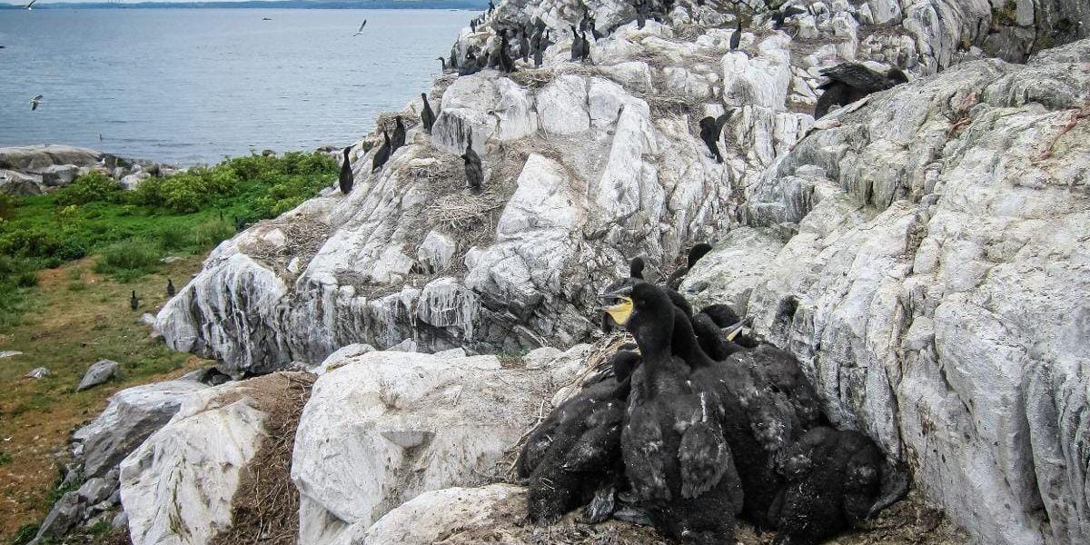 Skarvungar i bo. När inventeringsteamet nyligen besökte fågelskyddsområdet Mitholmarna i Hakefjorden upptäcktes en stor mängd fågelungar.