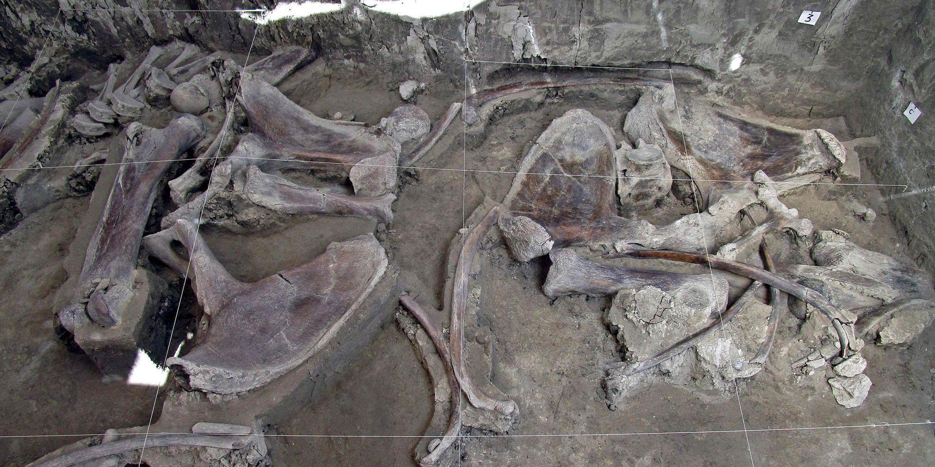 Skellettdelar från minst 14 mammutar har hittats i Tultepec i Mexiko. 