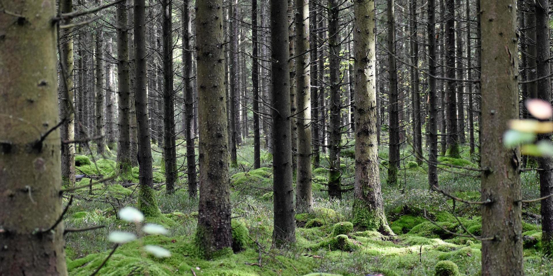 I Sverige avverkas mindre än en procent av den produktiva skogsarealen varje år. Tillväxten på alla de övriga ytorna är minst lika stor som ”förlusten” på den yta som har avverkats. Det skriver Gustav Melin och Kjell Andersson från Svebio.