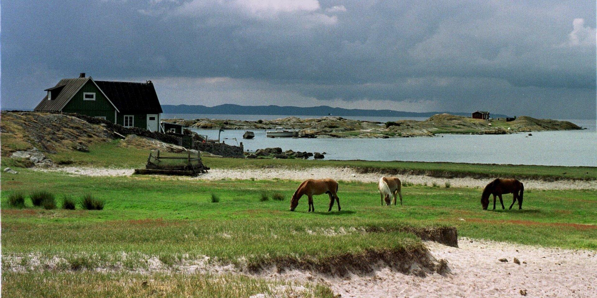 Fyra hästar på en ö utanför Grebbestad hade hamnat i vattnet och kunde inte ta sig upp. Arkivbild.
