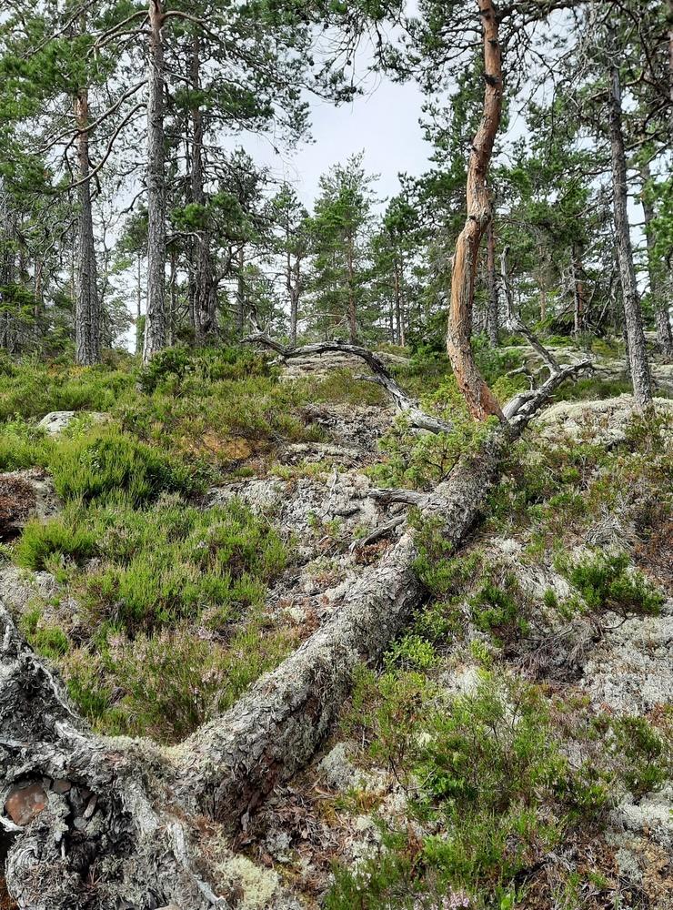 Ångermanland. Tall i Lövvik som vält, där den liggande stammen fått nytt liv genom en av dess grenar som bildar det nya trädet.